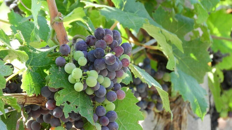 vineyard-2757935_960_720|grape-2183282_960_720